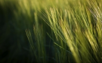 Grass_by_Jeremy_Hill