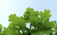 Oak_by_Lyle_Nel