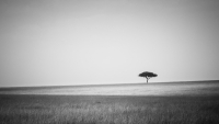 Savannah_Lilian_Blot_by_a_Blot_on_the_landscape