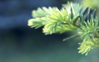 Taxus_baccata_by_baubusiukas