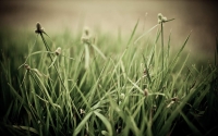 The Grass Ain't Greener