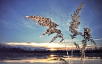 Traviny_by_Tomasino.cz