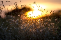 Warm_grasses_by_dcsearle.t21