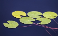 Water_Lily_by_Denis_Dugushkin