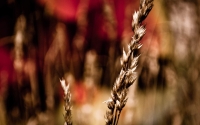 Photograph captured and created by Brian Joseph Burt. Flagstaff Arizona. bburt33@gmail.com