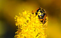 Yellow_Jacket_by_Manuel_Frei