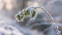 sarah_muenz__winter_wonderland__4k