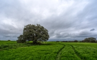 Campos_de_Castilla_by_David_Arias_Gutierrez