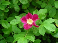 dog-rose