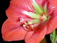 hippeastrum