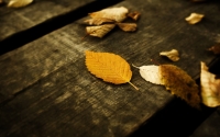 Leaves