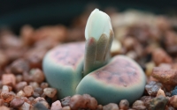 Living Stones