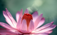 Water Lily