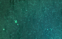 Wallpapers_10