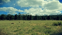 DeerLandscape
