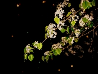 GreenBranch
