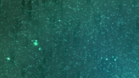 GreenSparkles
