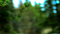 PineTreeBranch