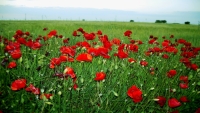 PoppiesLandscape