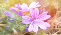 PurpleFlower