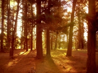 SunlightThroughTrees