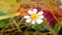 WhiteFlower