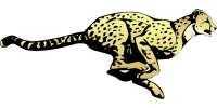 cheetah