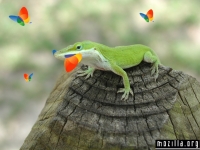 mozilla-msn