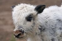 yak